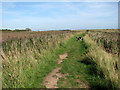 Path in Walberswick National Nature Reserve in IP18 6TG