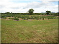 Field of fruit trees in HR2 8BF