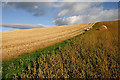 Sheep by the edge of a stubble field at Cortleferry in TD1 2SL