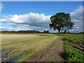 Footpath across open fields near Smiths Green in Lower Withington