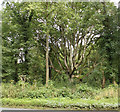 2010 : An ancient ash arbour in SN8 4NE
