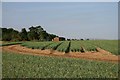 Field of onions, near Tuddenham in IP28 6SG