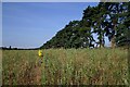 Set-aside field near Herringswell in IP28 6SN