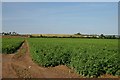 Potato field at Barton Mills in IP28 6BF