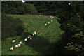 Line of sheep on Green Hill in DT11 0DF