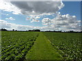 Straight path through a field of sugar beet in CO10 9SH