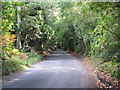 Tennyson's Lane climbing towards Black Down in GU27 3TE