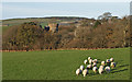 Grazing Sheep, Penkill Castle in KA26 9TG