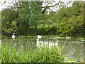 Three swans on the River Stour in CO7 6HW