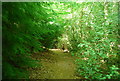 Footpath in Polecat Copse in GU26 6BE