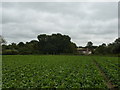 Sugar beet field, with house in woodland in CO10 9AF