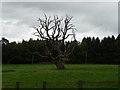 Dead tree in Burwarton Park in WV16 6QQ