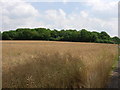 Piper's Wood  and Oilseed Rape Field in Tandridge