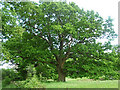Oak, Upper Norwood in GU28 0QJ