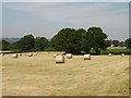 Hay bales, Angel Bank. in SY8 3EY