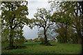 Oak trees on a field edge in RG9 4LT