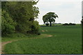 Wheat field, Binfield Heath in RG9 4NG