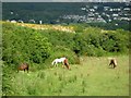 Horses near Fishguard in SA65 9QF