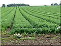 A field of carrots west of Henstead in Henstead with Hulver Street