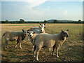 Sheep at Bramley Farm in CH4 0EX