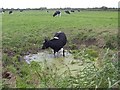 Cattle wallow, Crooked Lane in TA8 2DE