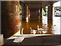 Balloch: swans and cygnets under Balloch Bridge in Balloch