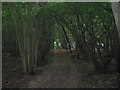 Woodland Track in Horn's Wood in TN26 2PD