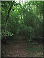 Footpath in Horn's Wood in TN26 2PD