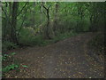 Byway and footpath junction in Pierland Wood in TN25 7JR