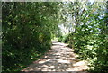 Footpath through Leybourne Lakes Country Park in ME6 5JY