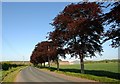 Copper Beech Trees on Dick's Lane in Lathom South