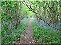 Footpath through Court Wood in CT3 1TB