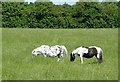 Ponies grazing near Stoke Golding, Leicestershire in CV13 6JH