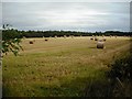 Grass showing through stubble in West Lothian