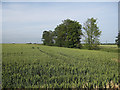 Wheat field by Hightown Drove in CB25 0JJ