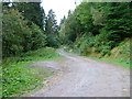 Track into Craigvinean Forest in PH8 0JT