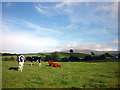 Cattle grazing near Fluterber Barn in LA6 2JH