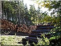 Freshly cut logs at Sipson Plantation in NE47 9SL