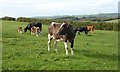 Cows and Calves, Buckland Ripers in DT3 4FT