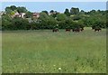 Horses grazing south of Loughborough in LE11 2UT