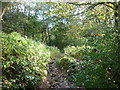 A path into Adel Woods in LS16 8JR