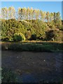 Looking across the River Cart below Stamperland in G45 9QU