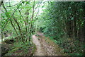 Eroded footpath, Hareholt Copse in GU6 7PJ