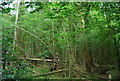 Coppicing in Hareholt Copse in GU6 7PJ