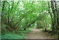 Footpath, Hareholt Copse in GU6 7PJ