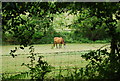 Horse near Hareholt copse in GU6 7PJ