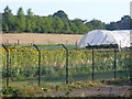 Sunflowers and Polytunnel in GU3 3SB