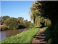 Weeping Willow hangs over the canal towpath at Bamfurlong in WN2 5PZ