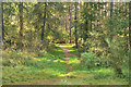 Path through Cullaird Wood in IV2 6DJ