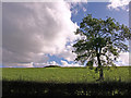 Mound and Tree in KA3 5LH